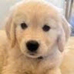 Meet your Posher, Patrice